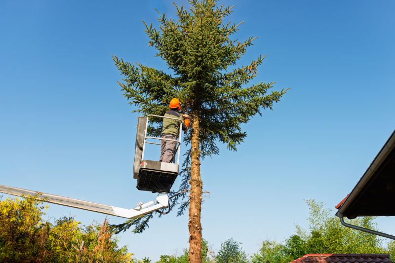 Tree Maintenance Service detail