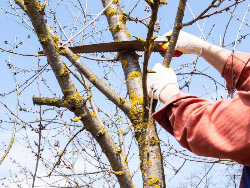 Arborist Performing Tree Inspection