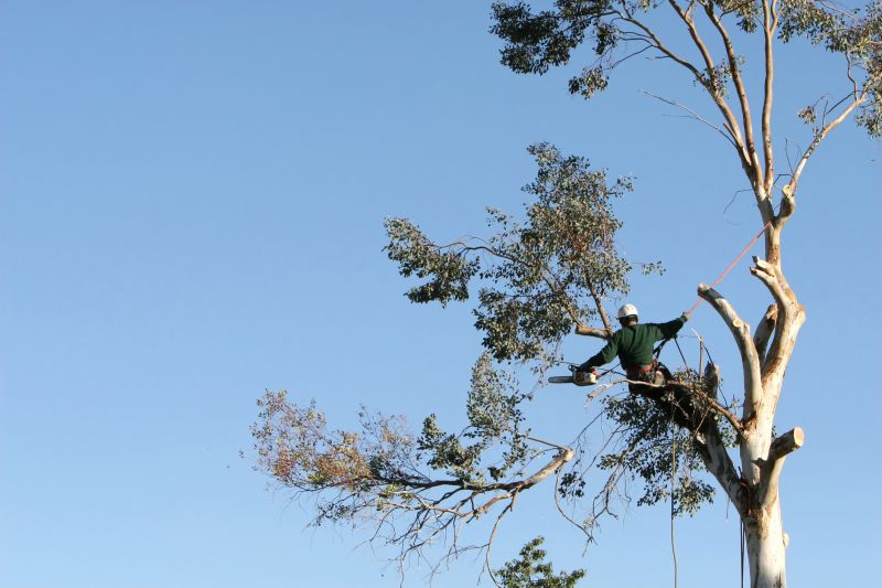 Precise Tree Pruning by Arborist