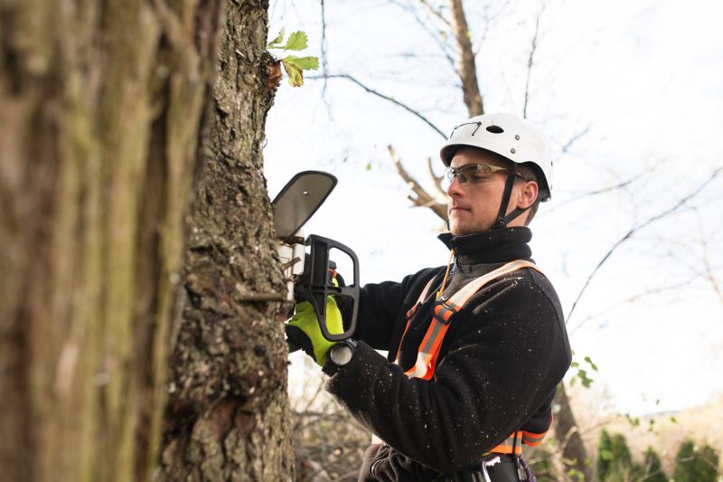 Arborist with Climbing Gear