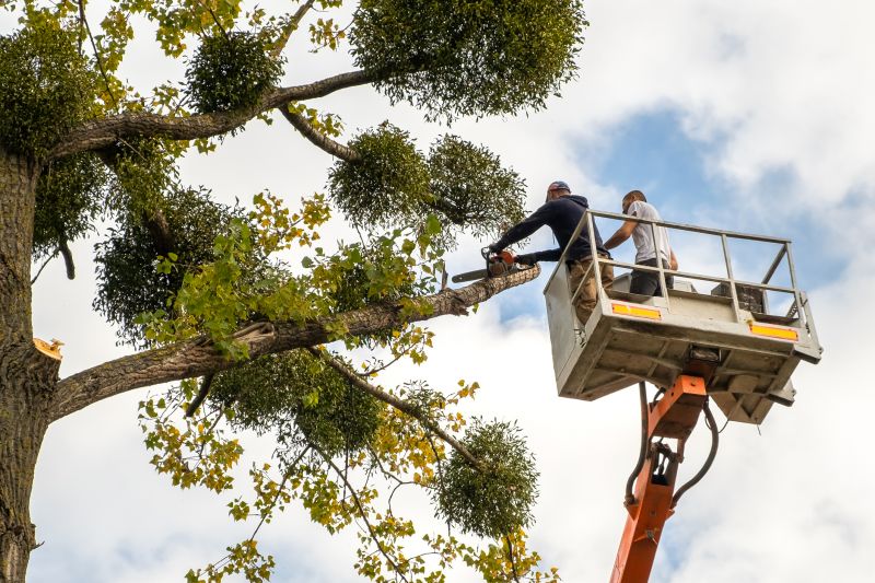 Seasonal Tree Care