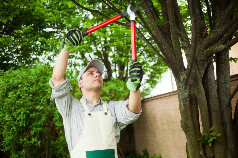 Local Tree Service Providers