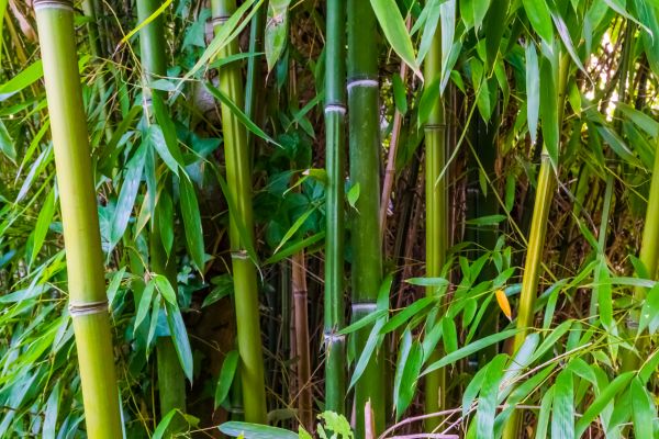 Bamboo Trimming in Johnson City