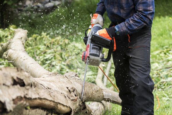Branch Removal Service in Johnson City