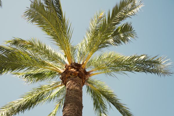 Palm Tree Pruning in Johnson City