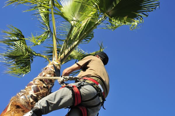 Palm Tree Trimming in Johnson City