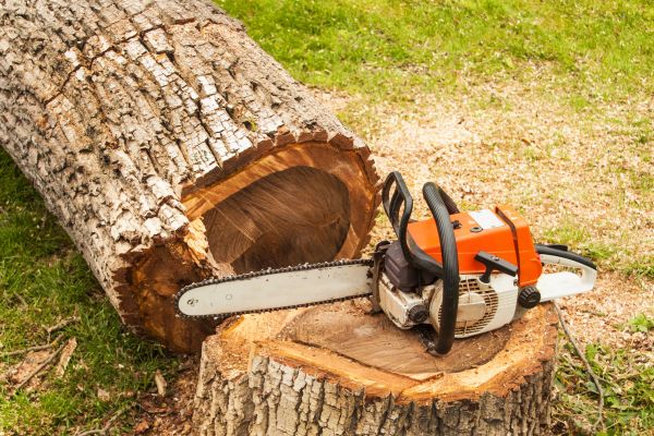 Tree Cutting Service in Johnson City