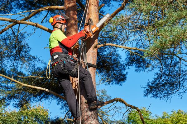 Tree Service in Johnson City