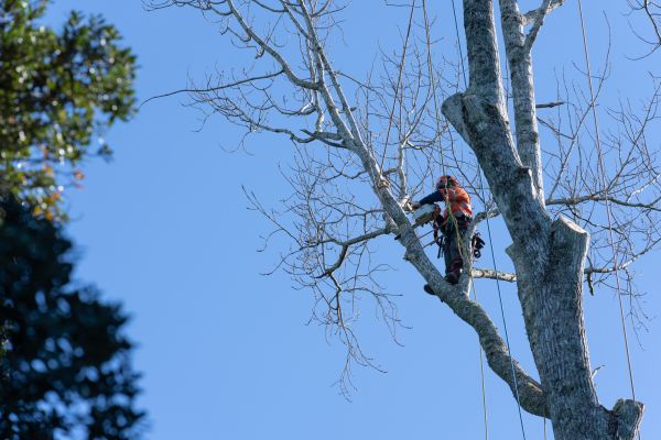 Tree Topping Service in Johnson City