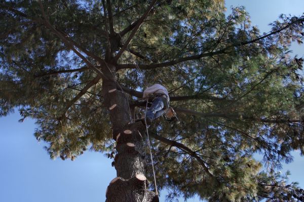 Trimming Service in Johnson City