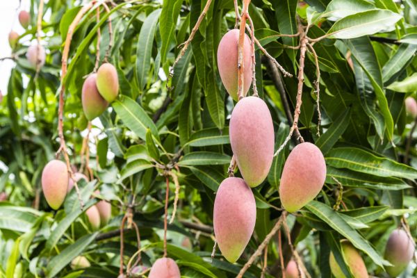 Mango Tree Trimming in Johnson City