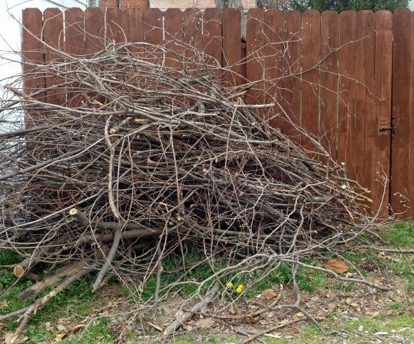 Dead Branch Removal in Johnson City
