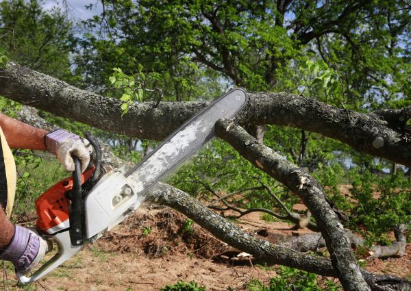 Tree Branch Cutting in Johnson City