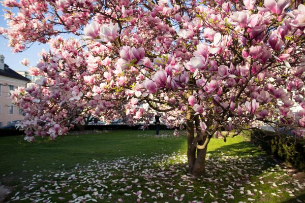 Ornamental Tree Pruning in Johnson City