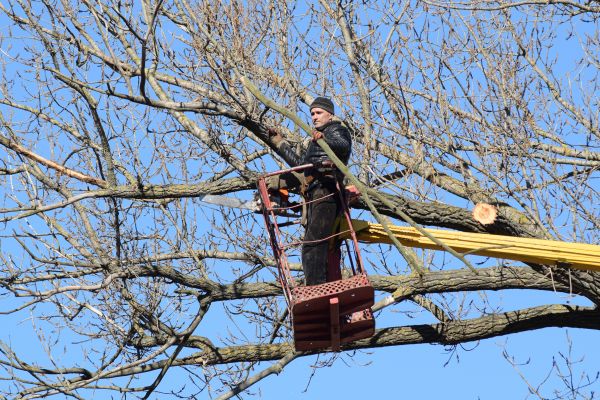 Emergency Tree Trimming in Johnson City