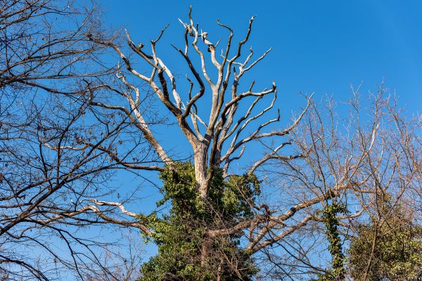 Deadwood Removal in Johnson City