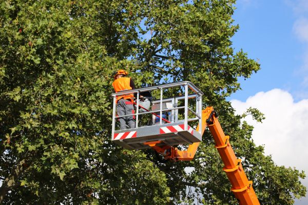 Commercial Tree Service in Johnson City