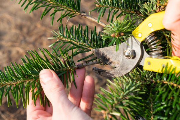 Pine Tree Pruning in Johnson City