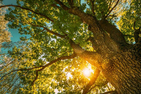 Cost of Oak Tree Pruning in Johnson City