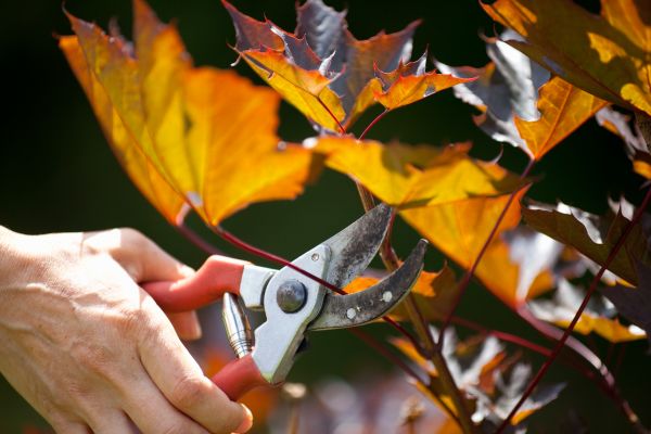 Cost of Maple Tree Pruning in Johnson City