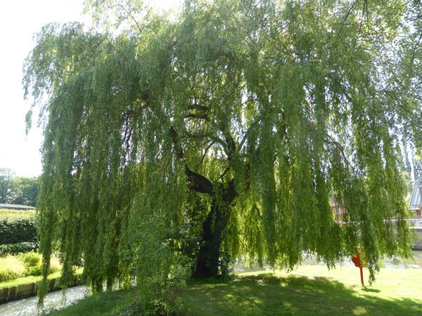 Willow Tree Trimming in Johnson City