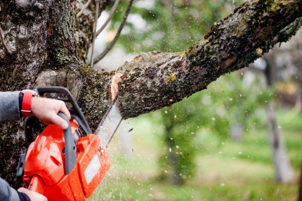 Cost of Tree Limbs Removal in Johnson City