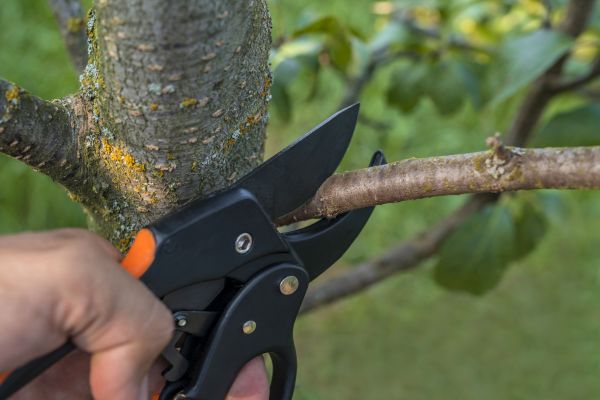 Tree Limb Cutting in Johnson City