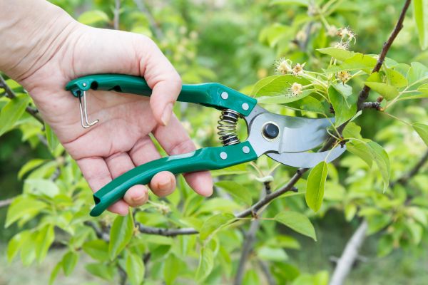 Cost of Pear Tree Pruning in Johnson City