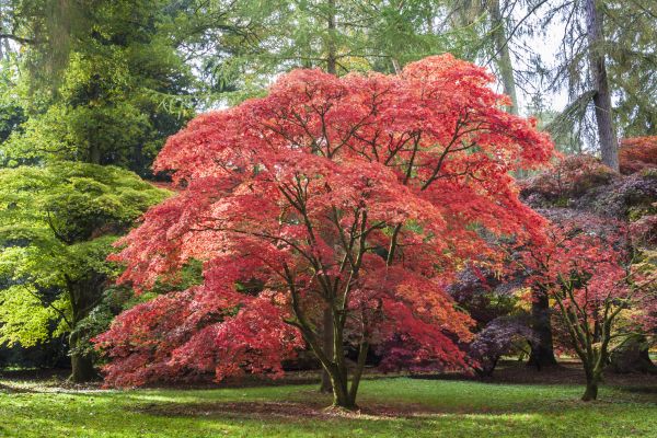 Japanese Maple Pruning in Johnson City