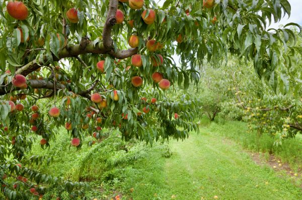 Cost of Peach Tree Pruning in Johnson City