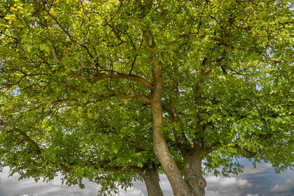 Walnut Tree Trimming in Johnson City