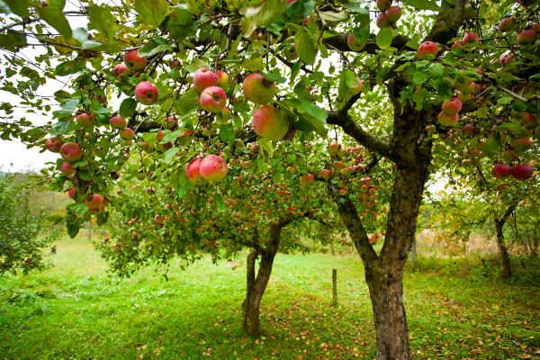 Apple Tree Pruning in Johnson City