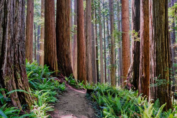 Redwood Tree Trimming in Johnson City