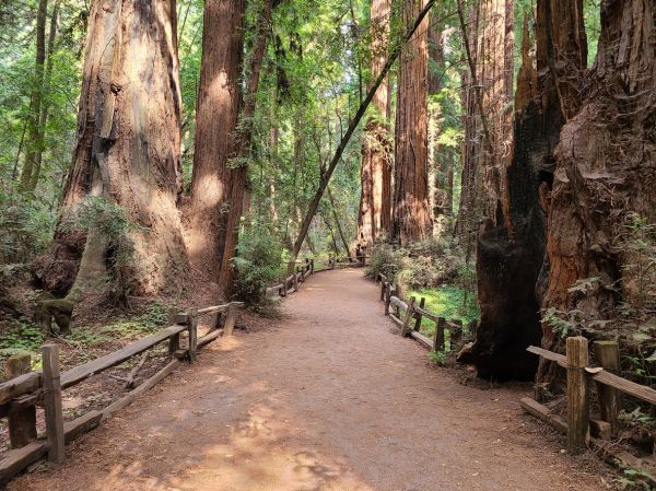 Redwood Tree Pruning in Johnson City