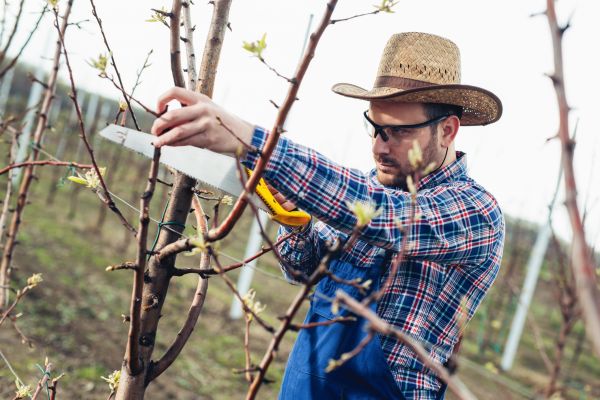 Orchard Tree Pruning in Johnson City