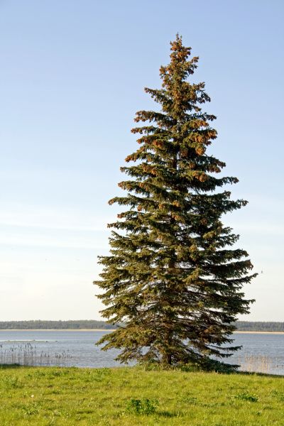 Spruce Tree Pruning in Johnson City