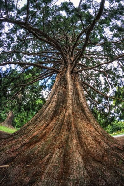 Cedar Tree Pruning in Johnson City