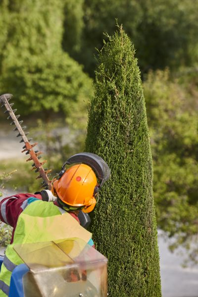 Cypress Tree Trimming in Johnson City