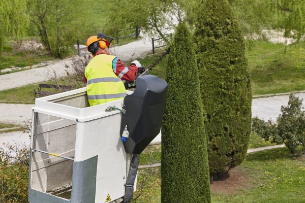 Cypress Tree Pruning in Johnson City