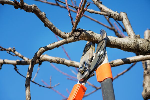 Peach Tree Trimming in Johnson City