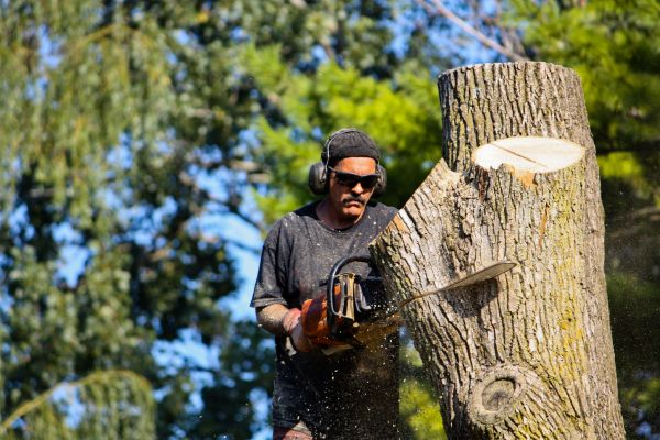 Ash Tree Pruning in Johnson City