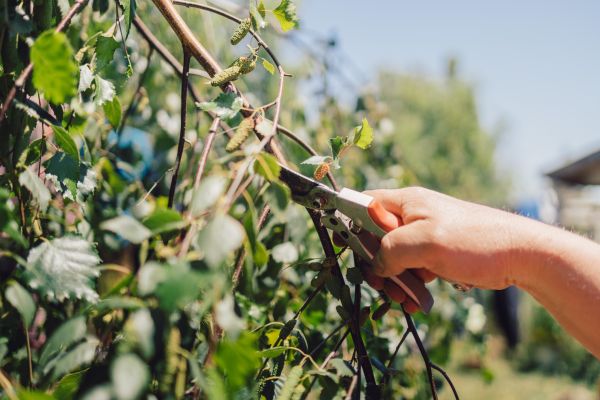 Birch Tree Pruning in Johnson City