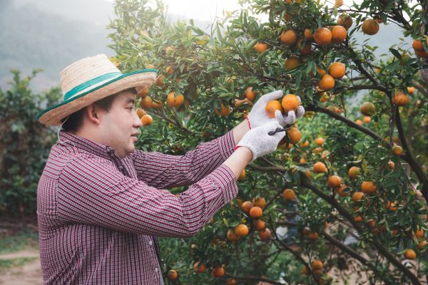 Orange Tree Pruning in Johnson City