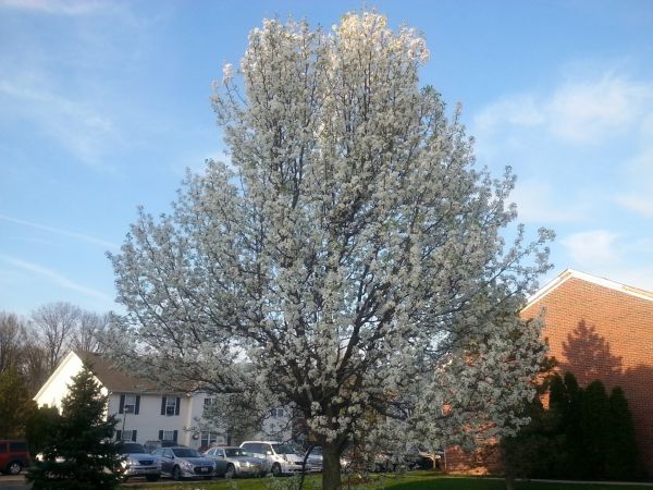 Bradford Pear Tree Pruning in Johnson City