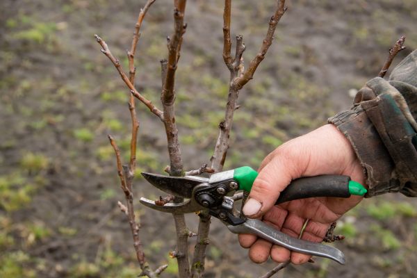 Cost of Pear Trees Pruning in Johnson City