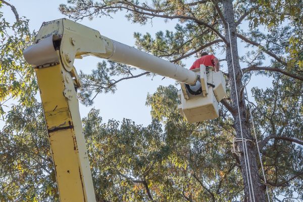 Limbs Trimming in Johnson City