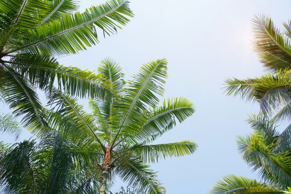 Queen Palm Tree Trimming in Johnson City