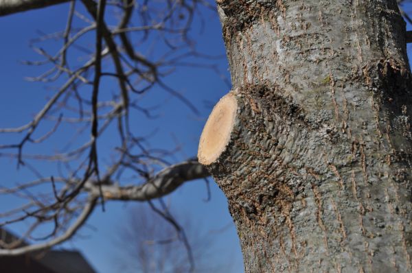 Limb Pruning in Johnson City