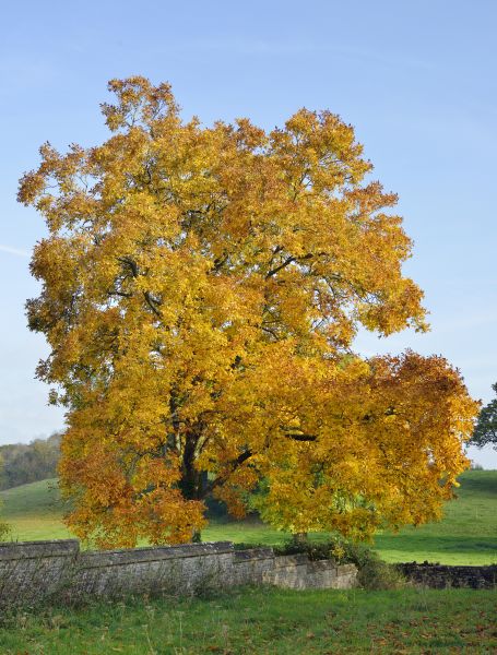 Hickory Tree Trimming in Johnson City