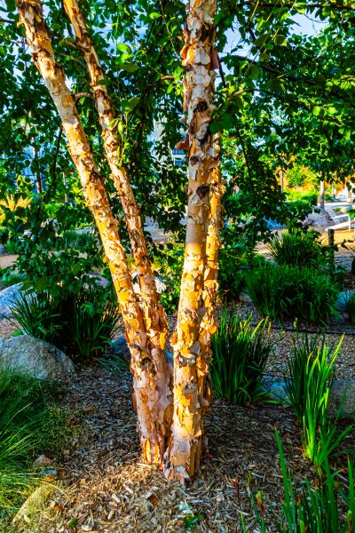 River Birch Trimming in Johnson City